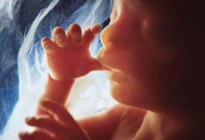 sentidos del bebe en el vientre
